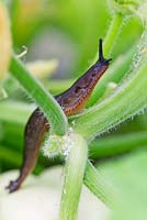 Common Black slug, brown form - Arion ater, on squash plant - Cucurbita pepo