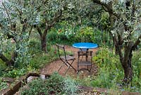 A Perfumer's Garden in Grasse. Cafe table beneath olive trees Olea europeaus with natural wild planting including aromatic plants borago, poppies and roses. 
