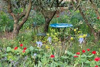 A Perfumer's Garden in Grasse. A romantic overgrown garden with a view to the garden table and chairs surrounded with Borago officinalis, Dipsacus fullonum, Iris pallida, Papaver rhoeas and Olea europaea 