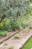 A Perfumer's Garden in Grasse. Olea europaea, an Olive tree overhanging a water rill with naturalistic planting