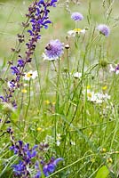 Knautia arvensis - Field Scabious with bees, Salvia pratensis and Meadow Clary