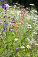 Knautia arvensis - Field Scabious, Salvia pratensis, Meadow Clary, Leucanthemum vulgare and Rumex acetosa.