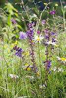 Knautia arvensis - Field Scabious, Salvia pratensis - Meadow Clary. Leucanthemum vulgare - daisy, Geranium phaeum  in meadow.