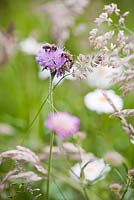 Knautia arvensis - Field Scabious with bees.