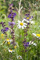Knautia arvensis - Field Scabious with bees, Salvia pratensis - Meadow Clary, Leucanthemum vulgare - daisy, Geranium phaeum in meadow.