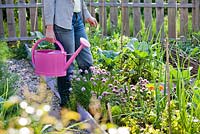 Woman with a watering can in herb garden.