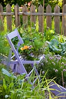 Wire basket of harvested herbs in kitchen garden - fennel, lovage, parsley, nasturtium flowers, thyme, sage, marjoram.