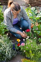 Woman planting Zinnia thumbelina in raised bed with vegetables and herbs: thyme, chives, broccoli, swiss chard.