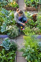 Woman planting Zinnia thumbelina in raised bed with vegetables and herbs: thyme, chives, broccoli, swiss chard..