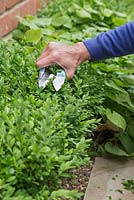 A woman clipping new growth on Buxus sempervirens