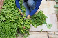A woman cutting back Epimedium x warleyense 'Orangekonigin', which has overgrown and obstructed the path