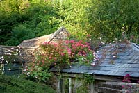 Roses scramble over roofs - Moorwood garden