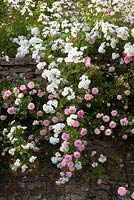 Rosa Paul Transon, Rosa 'Aglaia' growing over wall - Moorwood Garden 