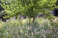 The orchard is underplanted with white meadow flowers - Moorwood Garden 