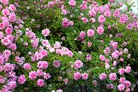 Rosa Paul Transon - Moorwood Garden 
