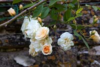 Rosa 'Alister Stella Gray' - Moorwood Garden 