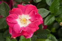 Rosa 'Girlguiding UK Centenary Rose'