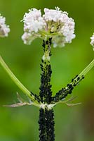 Aphis fabae - Blackfly on stem of Valeriana officinalis 

