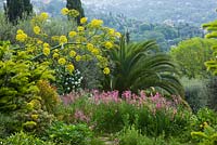 Giant fennel - Ferula communis and Gladiolus illyricus in garden border over looking french countryside
