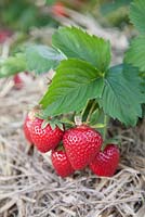 Strawberry - Fragaria x ananassa 'Vibrant'
