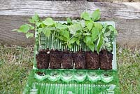 Cell grown raspberry plants in plastic delivery tray