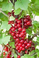 Ribes rubrum 'Stanza' - Ripe redcurrants on the bush