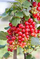 Ribes rubrum 'Redstart' - Ripening redcurrants