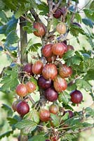 Ribes uva-crispa 'Martlet' - Gooseberries