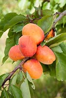 Prunus armeniaca 'Tomcot' - Apricots