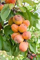 Brown rot on apricot fruits