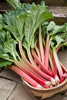 Rhubarb - Rheum x hybridum 'Thompson's Terrifically Tasty'