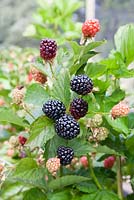 Rubus fruticosus 'Reuben' - Primocane Blackberry 
