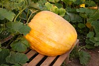 Cucurbita pepo 'Dill's Atlantic Giant' - Giant Pumpkin 