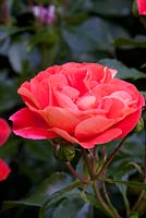 Rosa Eternal Flame - 'Korassenet' 
