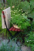 Herbs growing in an enamel bowl on a bistro chair, including parsley, thyme, sweet woodruff, strawberries and Chrysanthemum segetum