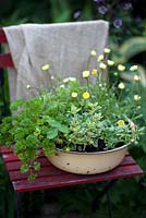 Herb, flower and fruit bowl on a chair. Parsley, strawberries, thyme, Sweet Woodruff and Chrysanthemum segetum