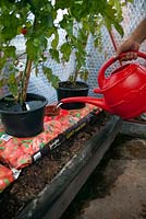 Watering and feeding tomatoes in a greenhouse