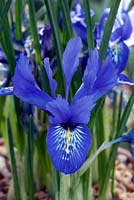 Iris histroides 'Lady Beatrix Stanley'