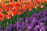 Spring bedding display with Tulipa 'American Dream' and Hyacinthus orientalis 'Purple Sensation'