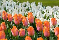 Spring bedding display with orange Tulipa 'Bestseller' and white Hyacinthus orientalis 'Carnegie'
