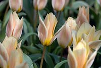 Tulipa 'Fur Elise', single-flowered greigii hybrid tulip