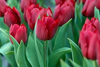 Tulipa 'Couleur Cardinal', single early tulip