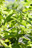 Urtica dioica foliage - Stinging nettles