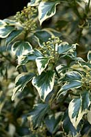 Hedera helix 'Cavendish Latina', variegated ivy about to flower, September