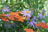 Plant combination of aster and achillea