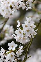 Prunus x yedoensis - Yoshino cherry blossom