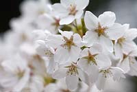 Prunus x yedoensis - Yoshino cherry blossom