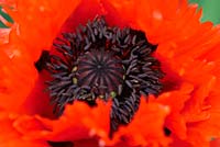 Papaver orientale 'Türkenlouis' - Oriental poppy, close-up of flower centre