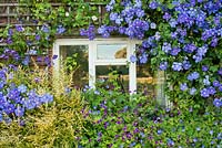 Bed by the house includes Lonicera nitida 'Baggesen's Gold', Clematis 'Perle d'Azur', Geranium 'Rozanne', Geranium 'Ann Folkard'.