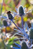 Eryngium x zabelii 'Big Blue' with bumblebee